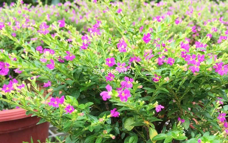 Sản phẩm cam tu mai 2 — Trang Trại SX Cây Giống Xuân Khương — MST 0101925731