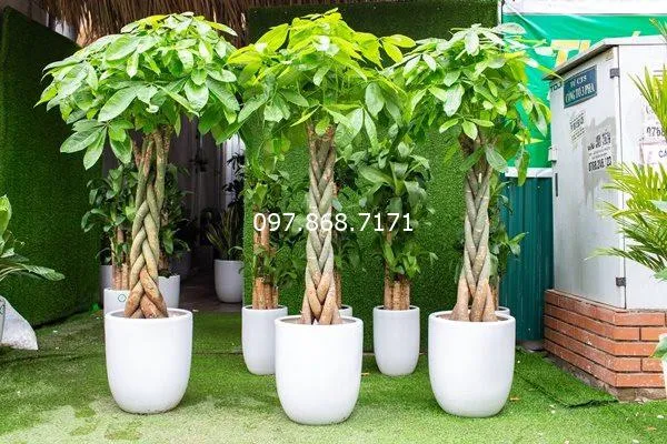 Sản phẩm cay kim ngan 3 — Trang Trại SX Cây Giống Xuân Khương — MST 0101925731