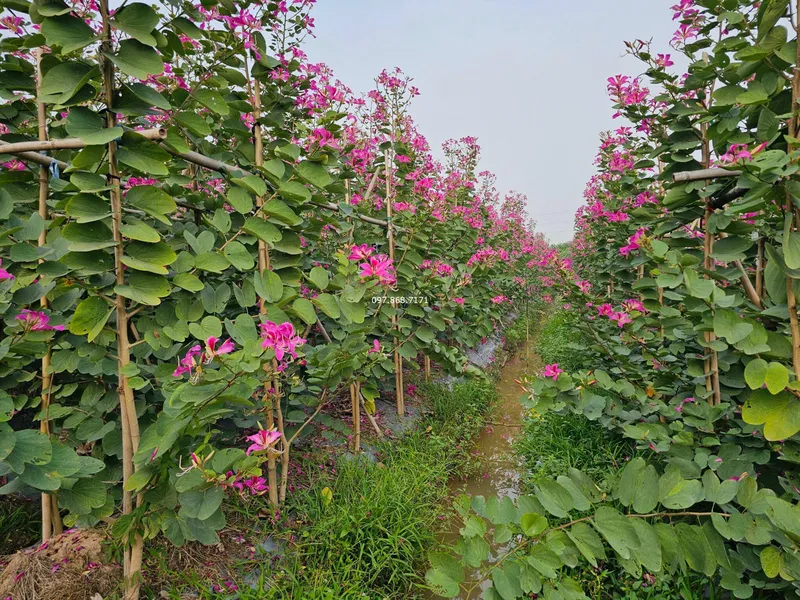 Sản phẩm hoa ban tim hoang hau 2 — Trang Trại SX Cây Giống Xuân Khương — MST 0101925731