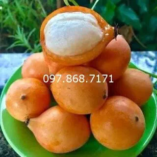 Sản phẩm mang cut vang 1 — Trang Trại SX Cây Giống Xuân Khương — MST 0101925731