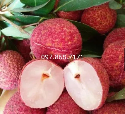 Sản phẩm vai thieu khong hat 1 — Trang Trại SX Cây Giống Xuân Khương — MST 0101925731