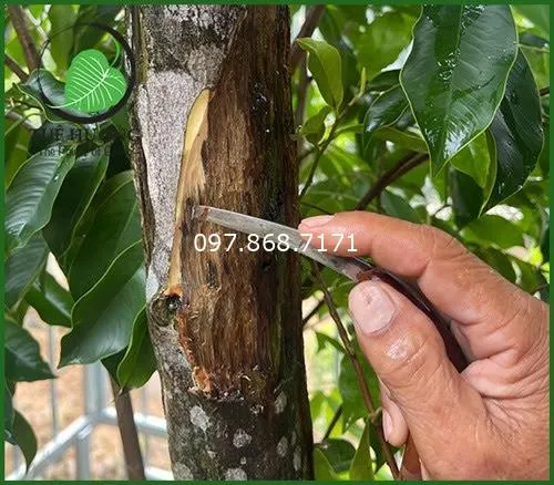 Sản phẩm ky hai nam 1 — Trang Trại SX Cây Giống Xuân Khương — MST 0101925731