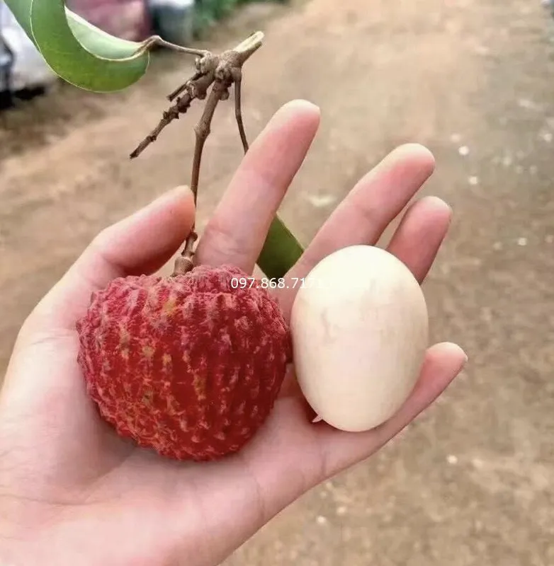 Sản phẩm vai khong lo 1 — Trang Trại SX Cây Giống Xuân Khương — MST 0101925731