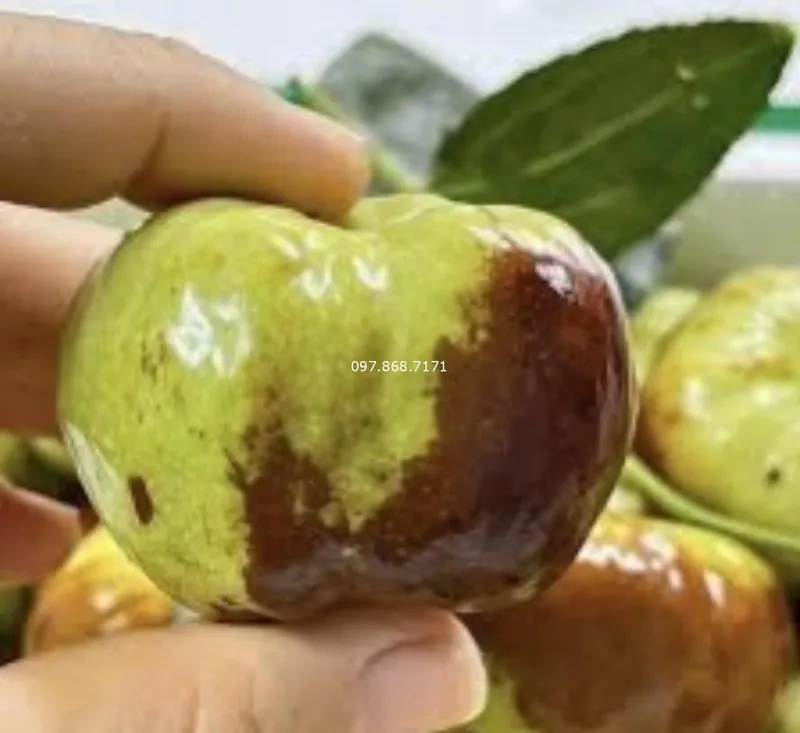 Sản phẩm qua tao tau do panzao 4 — Trang Trại SX Cây Giống Xuân Khương — MST 0101925731