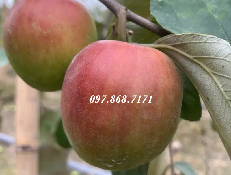Sản phẩm giong tao do t8 thai lan 4 — Trang Trại SX Cây Giống Xuân Khương — MST 0101925731