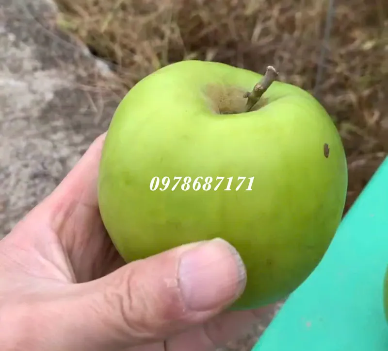 Sản phẩm tao dai loan the he moi 1 — Trang Trại SX Cây Giống Xuân Khương — MST 0101925731