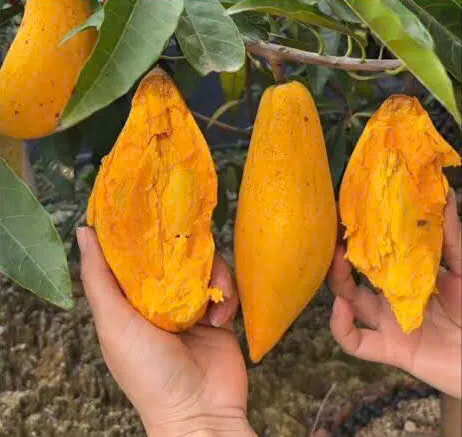 Sản phẩm trung ga thai lan 2 — Trang Trại SX Cây Giống Xuân Khương — MST 0101925731