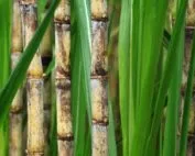 Sản phẩm sugar cane field 4 177x142 — Cồn Duy Minh - Công Ty Cổ Phần Duy Minh — MST 0101983081