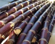 Sản phẩm sugarcane 177x142 — Cồn Duy Minh - Công Ty Cổ Phần Duy Minh — MST 0101983081