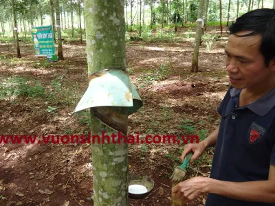 Sản phẩm che_pham_sinh_hoc_cao_su 1 dc90213d — Công Ty TNHH Thương Mại Trung Việt — MST 0102287979