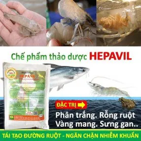 Sản phẩm chế phẩm thảo dược hepavil trị bệnh rỗng ruột phân trắng vàng mang sưng gan cho tôm cá ếch 55 286x286 — Công Ty TNHH Thương Mại Trung Việt — MST 0102287979