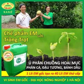 Sản phẩm em goc phan bon 286x286 — Công Ty TNHH Thương Mại Trung Việt — MST 0102287979