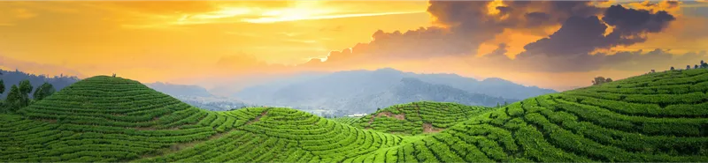 Sản phẩm Footer bg — Công Ty TNHH Agricare Việt Nam — MST 0102304536