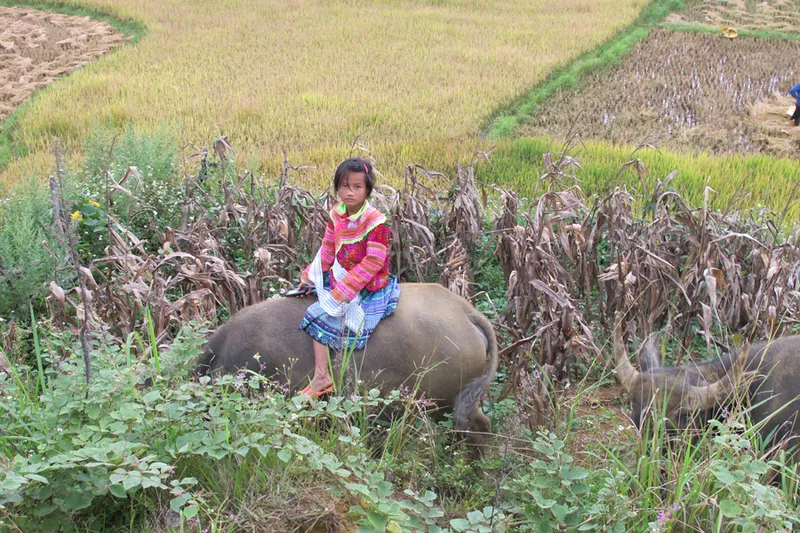 Sản phẩm Sustainable tourism 3 — Vietnam Original Travel - Công Ty TNHH Lữ Hành Cội Nguồn Việt — MST 0102388399