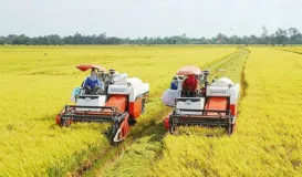 Sản phẩm lua gao 273x160 — Tạp Chí Thủy Sản Việt Nam — MST 0102798966