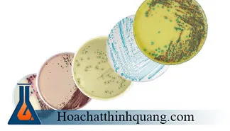 Sản phẩm moi truong nuoi cay vi sinh — Công Ty Cổ Phần Thương Mại Và Sản Xuất Hóa Chất Thiết Bị Thịnh Quang — MST 0102953964