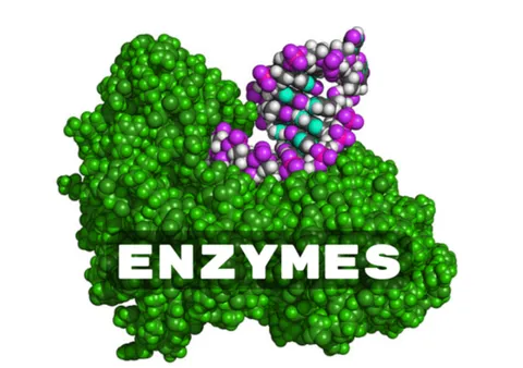 Sản phẩm enzymes — Công Ty TNHH Đầu Tư Công Nghệ Và Thiết Bị HT — MST 0103032758