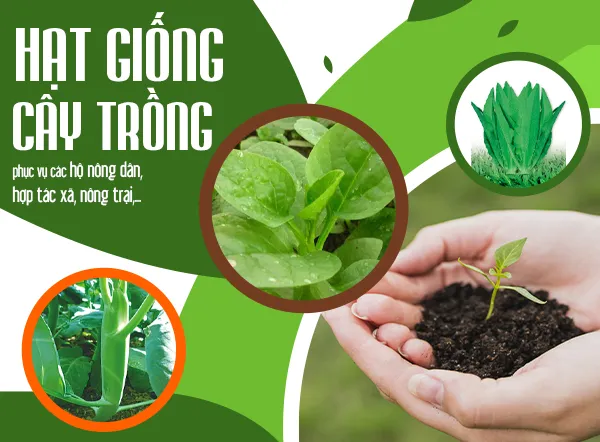 Sản phẩm gioi thieu — Hạt Giống Cây Trồng C.H Việt Nam - Công Ty TNHH C.H Việt Nam — MST 0103417211