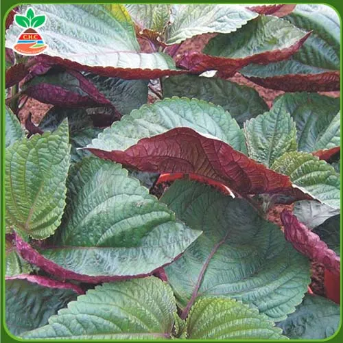 Sản phẩm hat giong rau an la (8) — Hạt Giống Cây Trồng C.H Việt Nam - Công Ty TNHH C.H Việt Nam — MST 0103417211