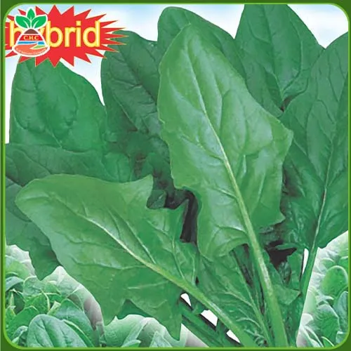 Sản phẩm háº¡t giong rau Äƒn lÃ¡ copy 10 — Hạt Giống Cây Trồng C.H Việt Nam - Công Ty TNHH C.H Việt Nam — MST 0103417211