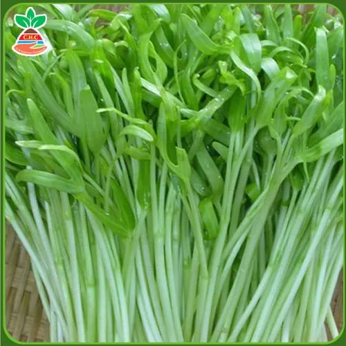 Sản phẩm háº¡t giong rau Äƒn lÃ¡ copy 7 — Hạt Giống Cây Trồng C.H Việt Nam - Công Ty TNHH C.H Việt Nam — MST 0103417211