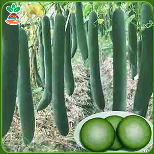 Sản phẩm Háº¡t giá»‘ng rau quáº£ copy 4 — Hạt Giống Cây Trồng C.H Việt Nam - Công Ty TNHH C.H Việt Nam — MST 0103417211