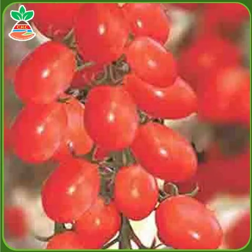 Sản phẩm Háº¡t giá»‘ng rau quáº£ copy 5 1 — Hạt Giống Cây Trồng C.H Việt Nam - Công Ty TNHH C.H Việt Nam — MST 0103417211