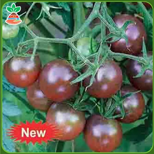Sản phẩm Háº¡t giá»‘ng rau quáº£ copy 5 2 — Hạt Giống Cây Trồng C.H Việt Nam - Công Ty TNHH C.H Việt Nam — MST 0103417211