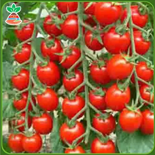 Sản phẩm Háº¡t giá»‘ng rau quáº£ copy 5 — Hạt Giống Cây Trồng C.H Việt Nam - Công Ty TNHH C.H Việt Nam — MST 0103417211