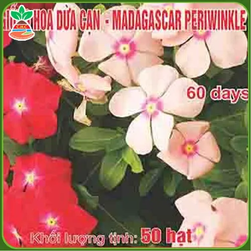 Sản phẩm hat giong hoa (10) — Hạt Giống Cây Trồng C.H Việt Nam - Công Ty TNHH C.H Việt Nam — MST 0103417211