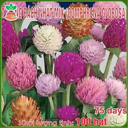 Sản phẩm hat giong hoa (11) — Hạt Giống Cây Trồng C.H Việt Nam - Công Ty TNHH C.H Việt Nam — MST 0103417211