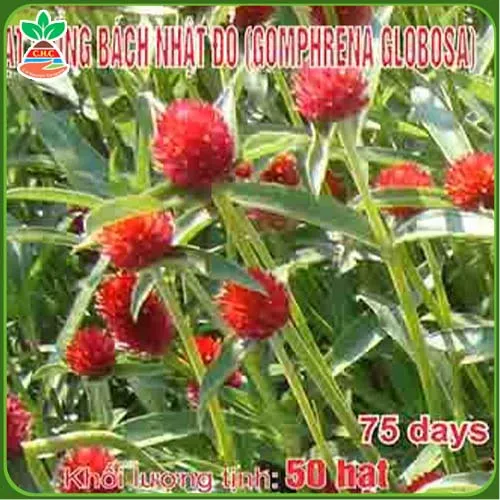 Sản phẩm hat giong hoa (12) — Hạt Giống Cây Trồng C.H Việt Nam - Công Ty TNHH C.H Việt Nam — MST 0103417211