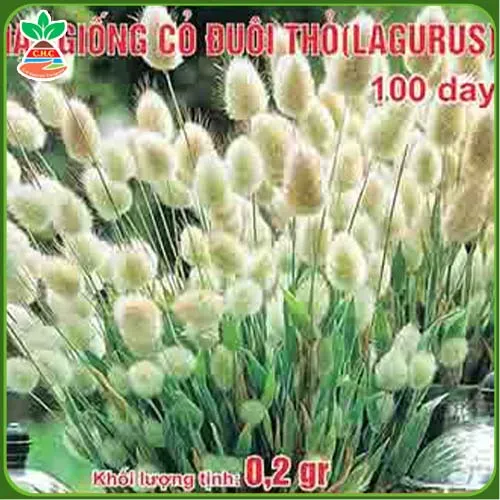 Sản phẩm hat giong hoa (2) — Hạt Giống Cây Trồng C.H Việt Nam - Công Ty TNHH C.H Việt Nam — MST 0103417211