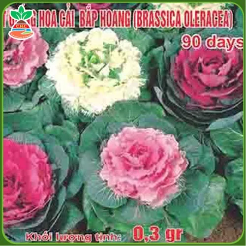 Sản phẩm hat giong hoa (3) — Hạt Giống Cây Trồng C.H Việt Nam - Công Ty TNHH C.H Việt Nam — MST 0103417211