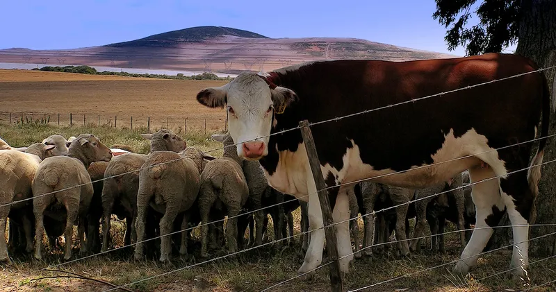 Sản phẩm Sheep_and_cow_in_South_Africa — Phụ Gia Hưng Thịnh - Công Ty TNHH Dịch Vụ Đầu Tư Và Xúc Tiến Thương Mại Hưng
Thịnh Việt Nam — MST 0103443074