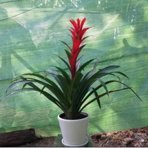 Sản phẩm 1 1 300x300 — Công Ty Cổ Phần Vườn Hoàn Thiện — MST 0103585304
