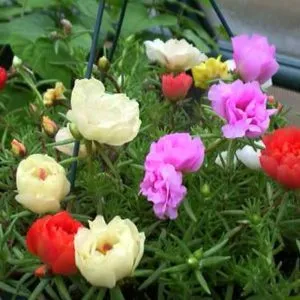 Sản phẩm 1 18 300x300 — Công Ty Cổ Phần Vườn Hoàn Thiện — MST 0103585304