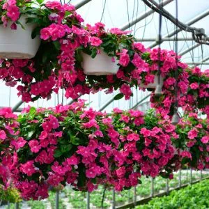Sản phẩm 1 21 300x300 — Công Ty Cổ Phần Vườn Hoàn Thiện — MST 0103585304