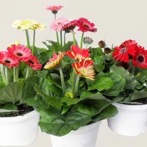 Sản phẩm 1 30 300x300 — Công Ty Cổ Phần Vườn Hoàn Thiện — MST 0103585304