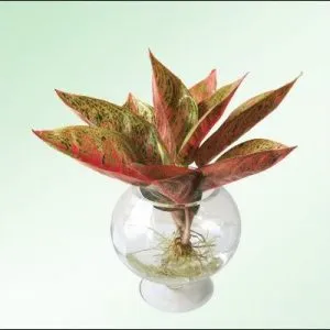 Sản phẩm 1 31 300x300 — Công Ty Cổ Phần Vườn Hoàn Thiện — MST 0103585304