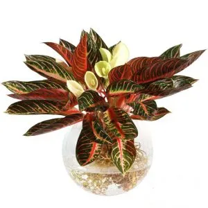 Sản phẩm 1 32 300x300 — Công Ty Cổ Phần Vườn Hoàn Thiện — MST 0103585304