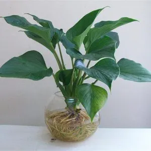 Sản phẩm 1 33 300x300 — Công Ty Cổ Phần Vườn Hoàn Thiện — MST 0103585304