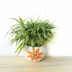 Sản phẩm 1 35 300x300 — Công Ty Cổ Phần Vườn Hoàn Thiện — MST 0103585304