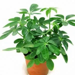 Sản phẩm 1 36 300x300 — Công Ty Cổ Phần Vườn Hoàn Thiện — MST 0103585304