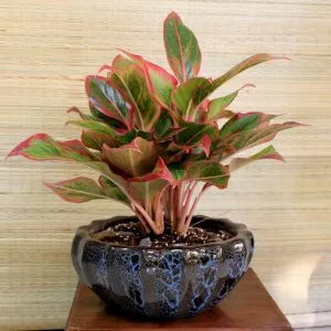 Sản phẩm 1 37 300x300 — Công Ty Cổ Phần Vườn Hoàn Thiện — MST 0103585304