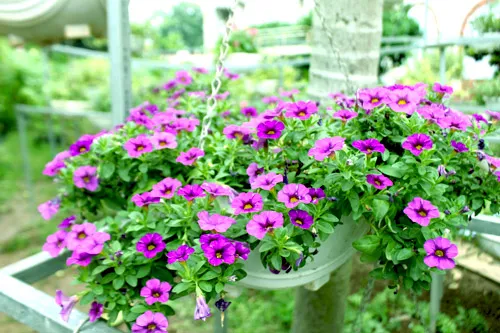 Sản phẩm 1 41 — Công Ty Cổ Phần Vườn Hoàn Thiện — MST 0103585304