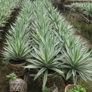 Sản phẩm 2 21 300x300 — Công Ty Cổ Phần Vườn Hoàn Thiện — MST 0103585304