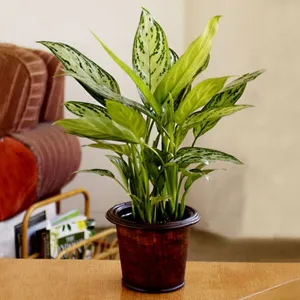 Sản phẩm 2 300x300 — Công Ty Cổ Phần Vườn Hoàn Thiện — MST 0103585304