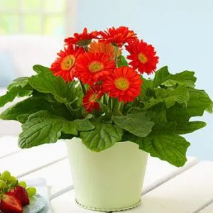 Sản phẩm 2 31 300x300 — Công Ty Cổ Phần Vườn Hoàn Thiện — MST 0103585304