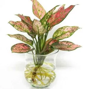 Sản phẩm 2 32 300x300 — Công Ty Cổ Phần Vườn Hoàn Thiện — MST 0103585304
